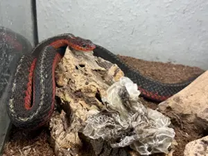 Suche 1,0 Thamnophis sirtalis Flame adult