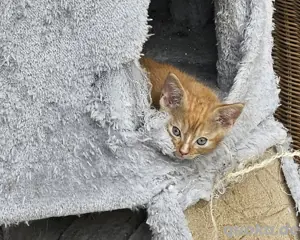 Kitten abzugeben