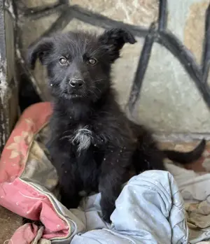 Buffy, geb. ca. 02 2025, lebt in GRIECHENLAND, auf einer privaten Pflegestelle Bild 3