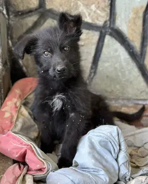 Buffy, geb. ca. 02 2025, lebt in GRIECHENLAND, auf einer privaten Pflegestelle Bild 5