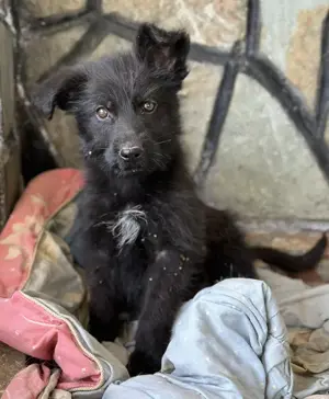 Buffy, geb. ca. 02 2025, lebt in GRIECHENLAND, auf einer privaten Pflegestelle Bild 4