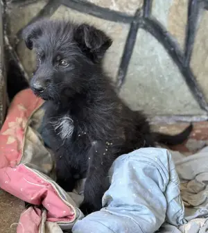 Buffy, geb. ca. 02 2025, lebt in GRIECHENLAND, auf einer privaten Pflegestelle Bild 2