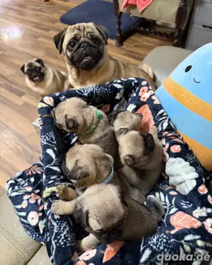 Mops Welpen zu verkaufen 