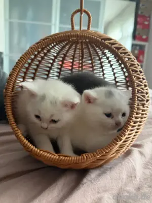 Bkh kitten weiss abzugeben ab 01 juli 25 