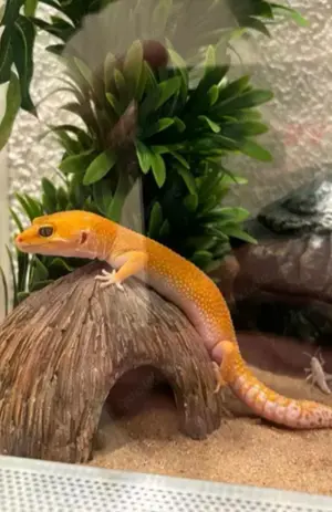 Leopardgeckos mit Terrarium 