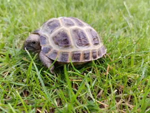 Abzugeben sind Vierzehen (Russische) Landschildkröten, Testudo horsfieldii