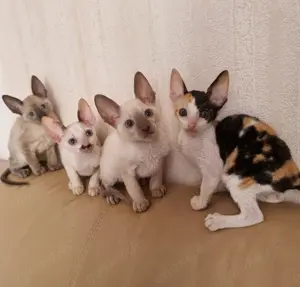 Süße Cornish Rex Kitten aus dem Zucht, J-Wurf, Stammbaum 