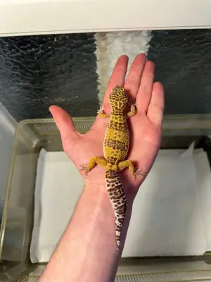 Leopardgecko Giant Weibchen von 2024 super handzahm und tolle Farben 