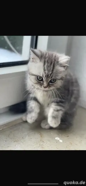 5 BKH Kitten  Katzen Zum Verkauf 