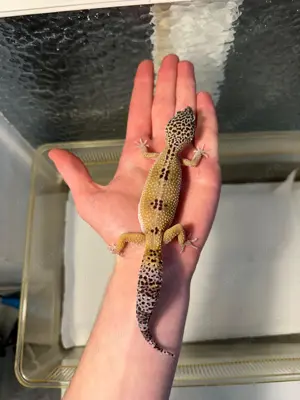 Leopardgecko Giant Weibchen von 2024 super handzahm und tolle Farben  Bild 4