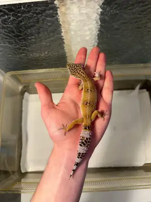 Leopardgecko Giant Weibchen von 2024 super handzahm und tolle Farben  Bild 5