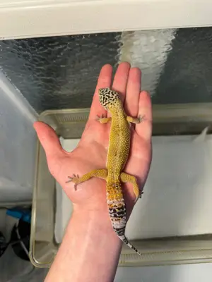 Leopardgecko Giant Weibchen von 2024 super handzahm und tolle Farben  Bild 3