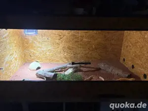 leopard geckos mit terrarium und viel zubehör