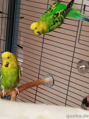 Wellensittiche Pärchen 