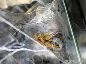 0.1 Pterinochilus murinus rcf  Bild 2
