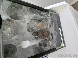 0.1 Pterinochilus murinus rcf  Bild 3