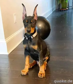 Gesunde Dobermann Welpen