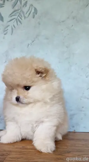 süsses pomeranian zwergspitz Hündin 