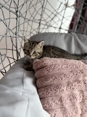 Baby katze zu verkaufen britische kurzhaar