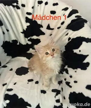 Maine coon Kitten zu Verkaufen