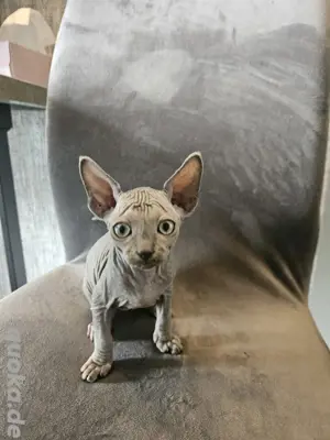 Kanadian Sphinx  Bild 3