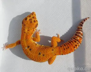 1.0 Inferno Tangerine Bell | Leopardgecko Männchen abzugeben! Eublepharis macularius