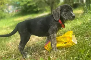 Mandy sucht ein Zuhause Bild 4