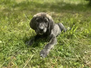 Mandy sucht ein Zuhause Bild 7