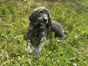 Mandy sucht ein Zuhause Bild 8