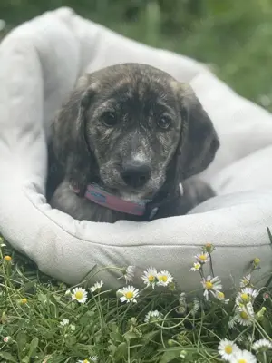 Mandy sucht ein Zuhause Bild 6