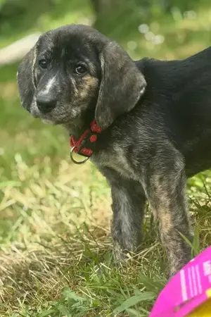 Mandy sucht ein Zuhause Bild 5