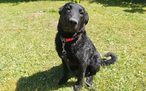 Sonnenschein Franzl sucht sein Körbchen