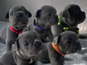 Französische Bulldogge Welpen Blue Silver Farben