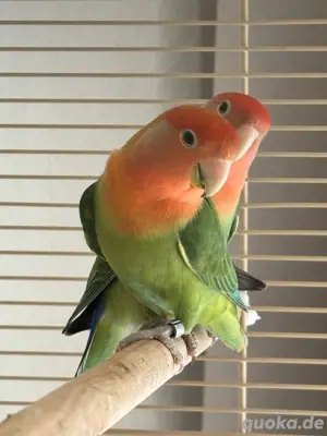 1 junges Pärchen Rosenköpfchen abzugeben   