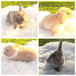 Kaninchen Babys Minilops Zwergkaninchen Jungtiere Zwergwidder 
