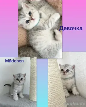 Britisch Kurzhaar Katze