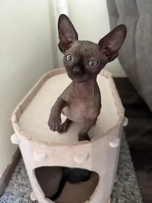 Don Sphnxy Kitten (Nacktkatze)