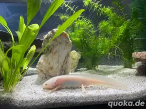 Axolotl weibchen 