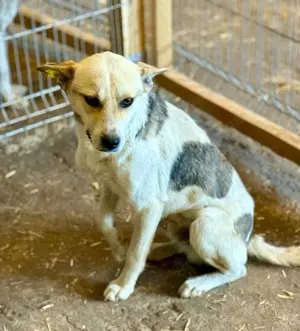 Nae, ruhig, Menschen bezogen, neu im Shelter, wer adoptiert ihn??