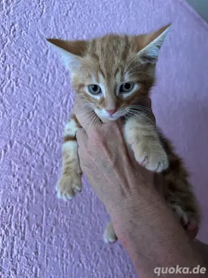 katzenbaby