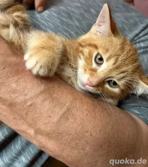 katzenbaby