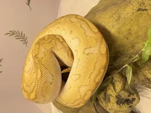 Junge Königspython abzugeben bei Bedarf mit Terrarium 