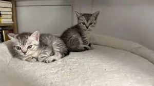 Scottish straight Kitten 