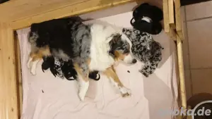 Australian Shepherd Goldenaussie Welpen 
