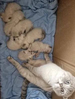 Britisch Kurzhaar Mix Kitten