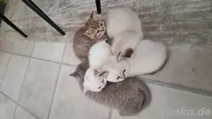 BKH Kitten