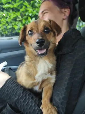Pekinese Mix Hündin 8Mon 5kg 28cm Ausreise nach Adoption Video