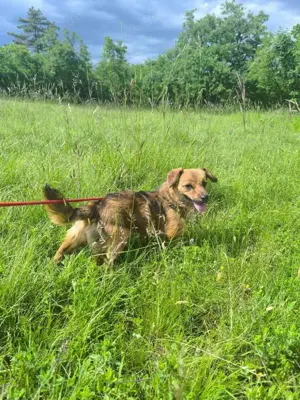 Pekinese Mix Hündin 8Mon 5kg 28cm Ausreise nach Adoption Video