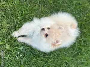 Pomeranian (Zwergspitz) Rüde   cremefarben   18 Wochen jung   kein Zuchtverkauf!