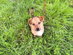 Pekinese Mix Hündin 8Mon 5kg 28cm Ausreise nach Adoption Video